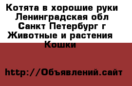 Котята в хорошие руки - Ленинградская обл., Санкт-Петербург г. Животные и растения » Кошки   